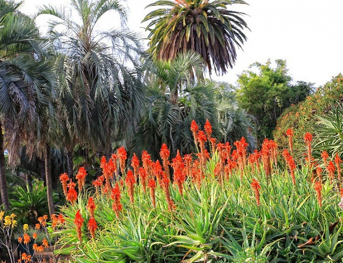 Aloe x principis, Aloe salm-dyckiana, Aloe caesia, Aloe x principes, Orange flowers, Succulents, Aloes, Drought tolerant plants